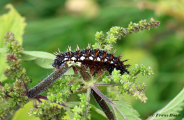 10710-Atalanta-Vanessa-atalanta