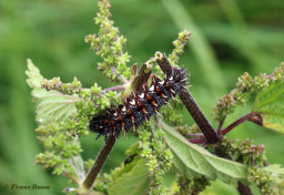 10710B-Atalanta-Vanessa-atalanta