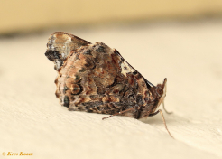 10720-Atalanta -Vanessa atalanta