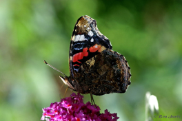 10723-Atalanta -Vanessa atalanta