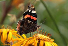 10724-Atalanta -Vanessa atalanta