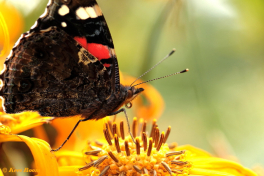 10725-Atalanta -Vanessa atalanta