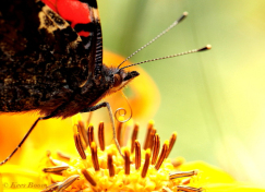 10726-Atalanta -Vanessa atalanta