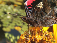 10727-Atalanta -Vanessa atalanta