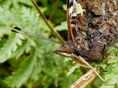 10727b-Atalanta -Vanessa atalanta