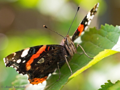 10727c- Atalanta -Vanessa atalanta