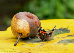 10729b- Atalanta - Vanessa atalanta