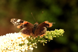 10735-Atalanta -Vanessa atalanta
