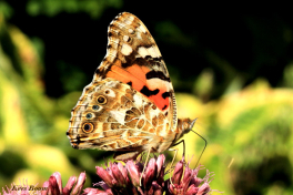 10793-Distelvlinder - Vanessa cardui