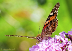 10794- Distelvlinder - Vanessa cardui