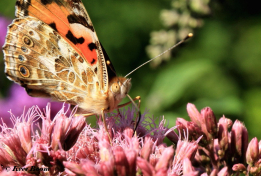 10795-Distelvlinder - Vanessa cardui