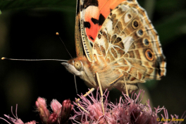 10797-Distelvlinder - Vanessa cardui