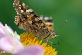 10797B-Distelvlinder-Vanessa-cardui