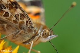 10797C-Distelvlinder-Vanessa-cardui
