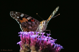 10798-Distelvlinder - Vanessa cardui