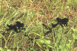 10847-Dagpauwoog-Aglais-io