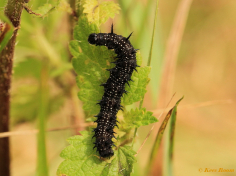 10849-Dagpauwoog-Aglais-io