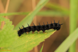 10850-Dagpauwoog-Aglais-io