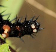 10853-Dagpauwoog-Aglais-io