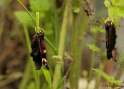 10860h-Dagpauwoog-Aglais-io