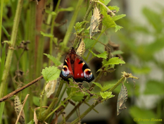 10860k- Dagpauwoog - Aglais io