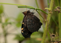 10860m-Dagpauwoog-Aglais-io