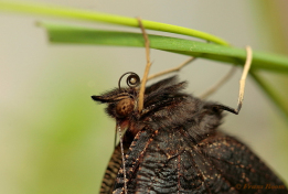 10860n-Dagpauwoog-Aglais-io