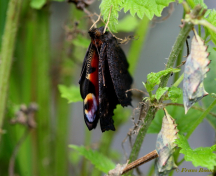 10860o-Dagpauwoog-Aglais-io