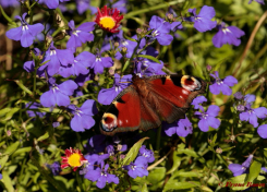 10860p-Dagpauwoog-Aglais-io