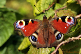 10861-Dagpauwoog-Aglais-io