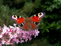 10863-Dagpauwoog-Aglais-io