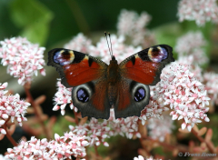 10864-Dagpauwoog-Aglais-io