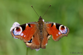 10865- Dagpauwoog - Aglais io