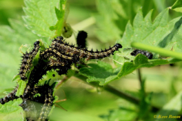 10922-Kleine vos - Aglais urticae
