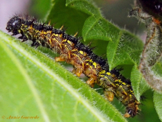 10926-Kleine-vos-Aglais-urticae