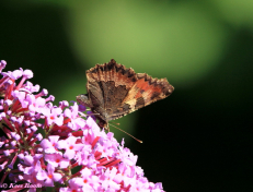 10931-Kleine vos - Aglais urticae