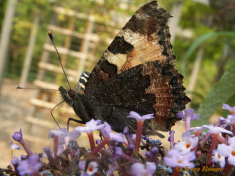 10933-Kleine vos - Aglais urticae