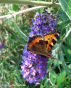 10935-Kleine-vos-Aglais-urticae