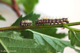 10991-Gehakkelde aurelia - Polygonia c-album