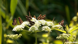 11085b- Landkaartje - Araschnia levana