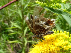 11086-Landkaartje - Araschnia levana