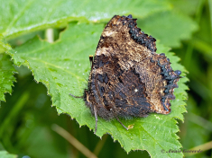 11207-Grote-vos-Nymphalis-polychloros