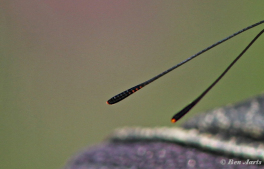 11631bd- Grote weerschijnvlinder - Apatura iris