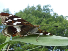 11632- Grote weerschijnvlinder - Apatura iris