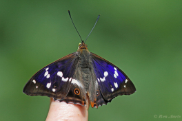 11635b- Grote weerschijnvlinder - Apatura iris