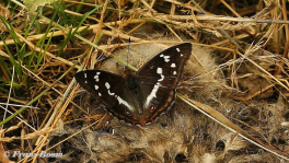 11637-Grote weerschijnvlinder - Apatura iris