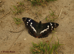 11638-Grote weerschijnvlinder - Apatura iris