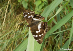 11639- Grote weerschijnvlinder - Apatura iris