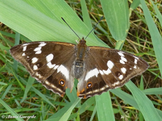 11640- Grote weerschijnvlinder - Apatura iris