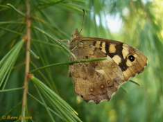 11790-Bont zandoogje - Pararge aegeria